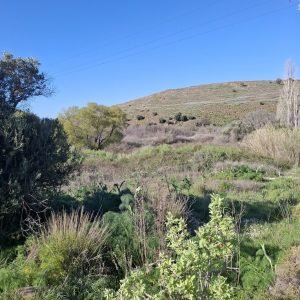 Πώληση αγροτεμάχιο με αποθήκη, Σκαλοχώρι Λέσβος EST-12 - Μείνε Εδώ Real Estate, pic 1