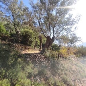 Ελαιώνας στο Καγιάνι, 50 στρέμματα, κωδ. EST-09 - Μείνε Εδώ Real Estate Λέσβος, φωτο 1