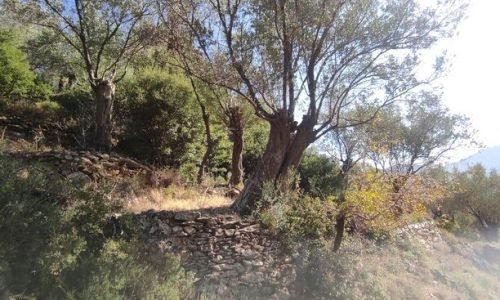 Ελαιώνας στο Καγιάνι, 50 στρέμματα, κωδ. EST-09 - Μείνε Εδώ Real Estate Λέσβος, φωτο 1