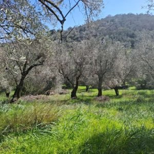Ελαιώνας προς πώληση Μόρια, Αγία Παρασκευή φώτο 1-EST11 - Μείνε Εδώ Real Estate Λέσβος