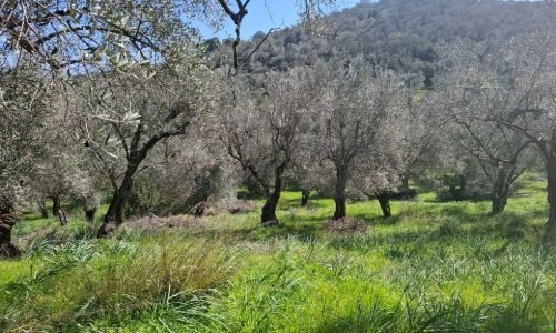 Ελαιώνας προς πώληση Μόρια, Αγία Παρασκευή φώτο 1-EST11 - Μείνε Εδώ Real Estate Λέσβος